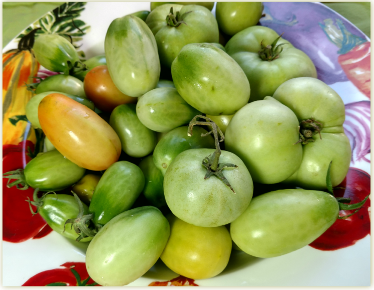 Fresh green tomatoes from the garden!